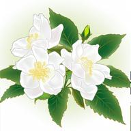 解语茶花官方正版免费