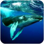 The Humpback Whales(座头鲸手游) 1.0.2安卓版