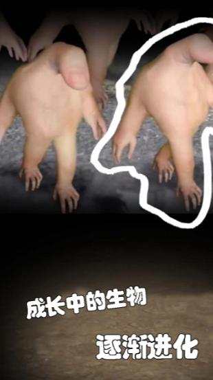 小小手指进化之路手游 1.0.8最新版