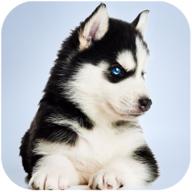 Husky Simulator(哈士奇模拟器无限金币) 1.0.1安卓版