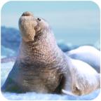 海豹大象游戏最新版 1.0.8安卓版