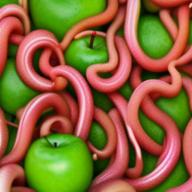 养蚯蚓 0.2安卓版