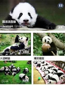 金熊猫