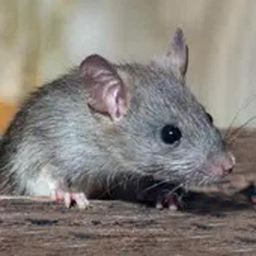 老鼠生存模拟器手游 189.1.4.3018安卓版