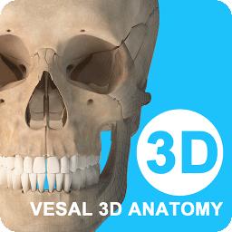 维萨里3D解剖