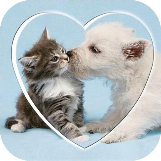 速跳猫狗交流器