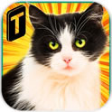 Street Cat Sim 2016(街头猫咪模拟器2016正式版)