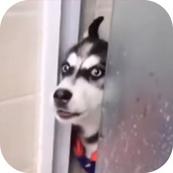 出来单挑啊哈士奇