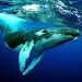 模拟座头鲸The Humpback Whales