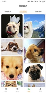 云宇猫狗翻译  v1.6.0