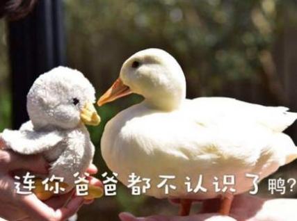 抖音抓鸭子抓几只表情包 v1.0