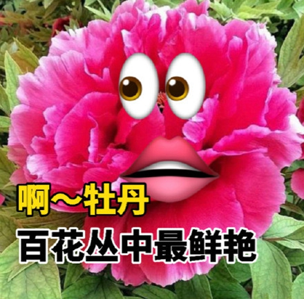 去年孤寡青蛙孤寡孤寡今年七夕牡丹表情包.jpg 去年孤寡青蛙孤寡孤寡今年七夕牡丹表情包.jpg