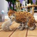 猫咪想恋爱游戏