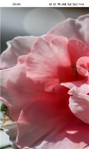 有声壁纸  v1.0.0