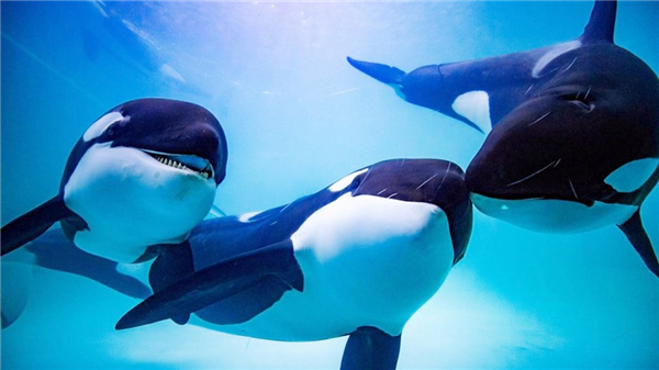 虎鲸模拟器官方版(The Killer Whale) v1.1.0