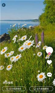 小鸟壁纸  v2.1.7