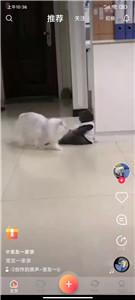 宠友社交  v1.0.5