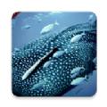 Whale Wallpaper鲸鱼壁纸APP最新版 