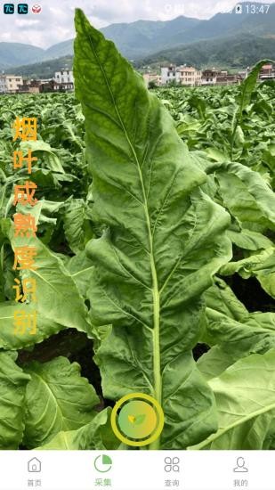 看叶识熟 2020-09-07 10:11