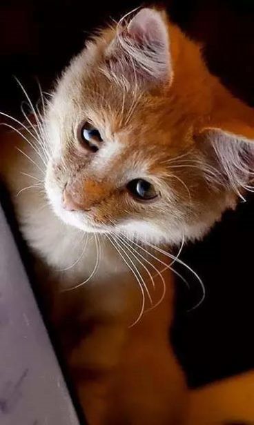 小猫壁纸 v1.0