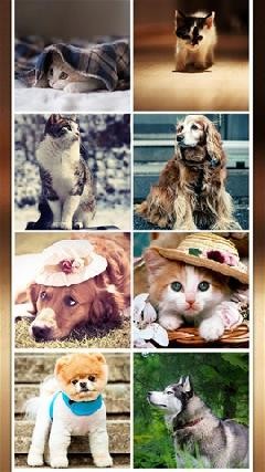 X萌物壁纸  V 1.0