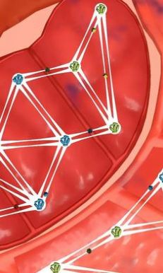 人体细胞连接 v1.0.6