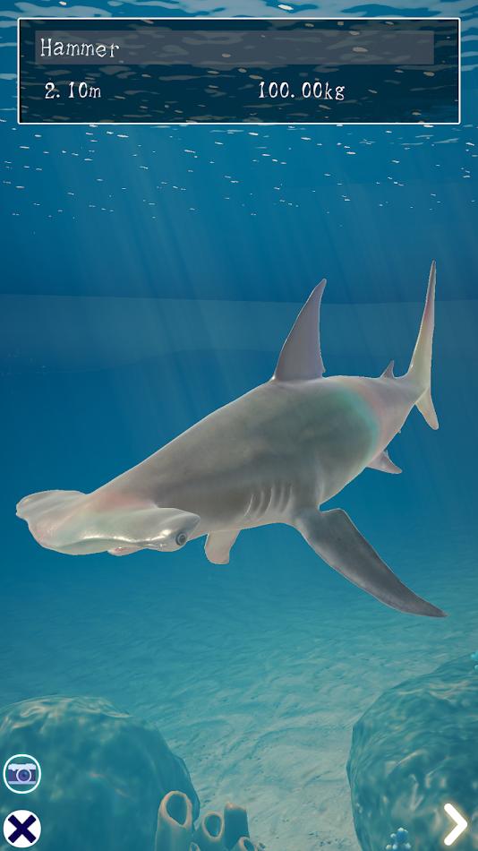 鲨鱼海洋 鲨鱼海洋