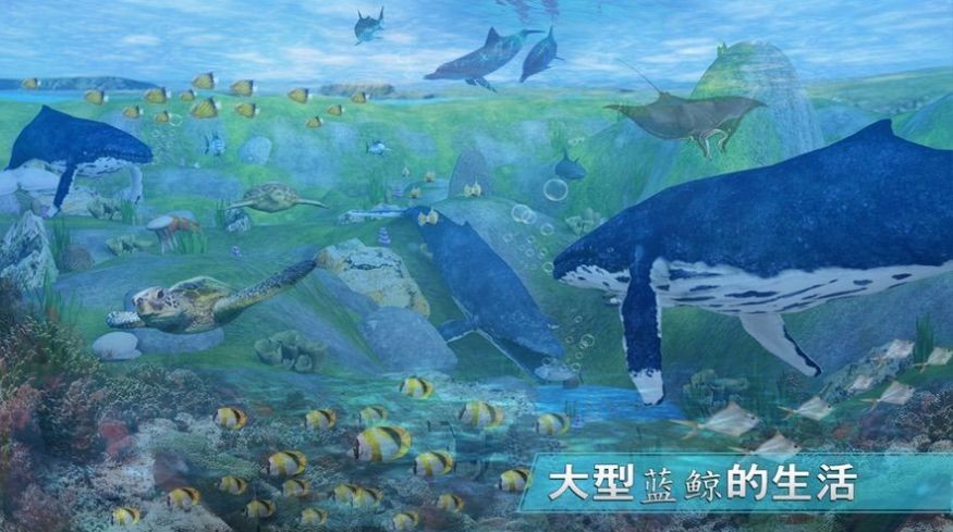 全民养鲸鱼 2020-07-08 11:56