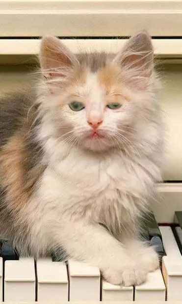 小猫壁纸 v1.0