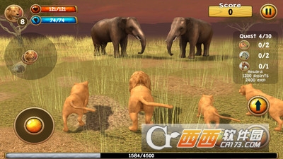 野生狮子模拟器3D v2.0