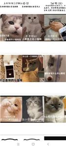 小猫表情包合集