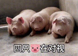 四只猪在对视表情包gif v1.0