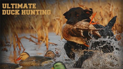 野生鹿猎杀 2022-11-02 15:29