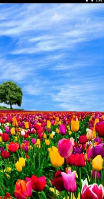 花田动态壁纸 v1.0.0