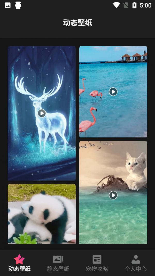 猫咪壁纸 v1.1