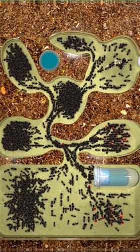 蚂蚁农场  v1.6.9