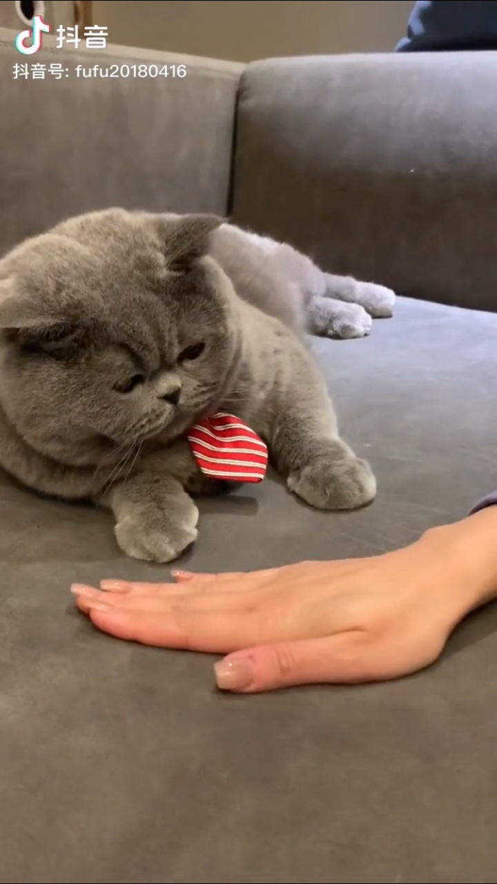 猫爪盖硬币表情包gif动态图 v1.0