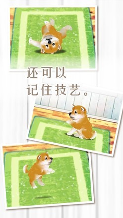 柴犬模拟器3D 2024-06-25 15:08