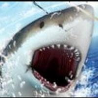 钓鱼王城市垂钓者之王