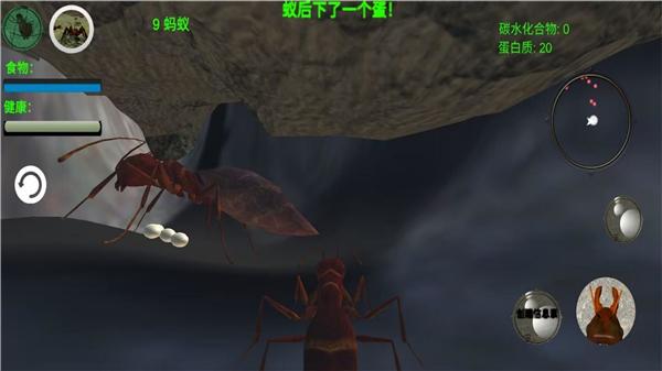 奇妙动物世界探险  v1.0