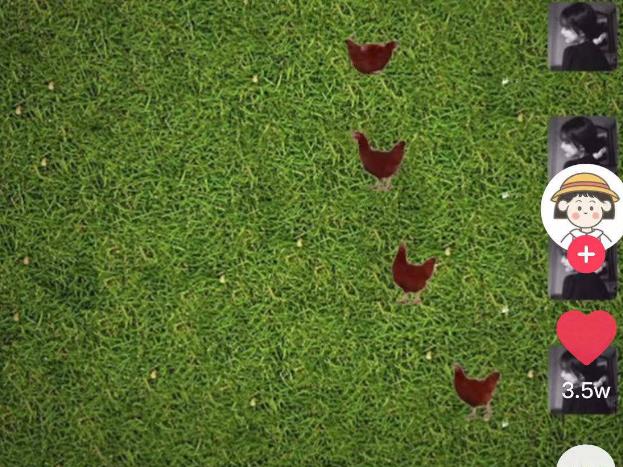 抖音养鸡表情包背景图.jpg 抖音养鸡表情包背景图.jpg