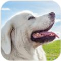 塔特拉牧羊犬模拟器下载安装手机版