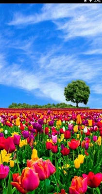 花田动态壁纸 v1.0.0