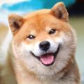秋田犬模拟器游戏