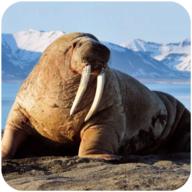 海狮模拟器