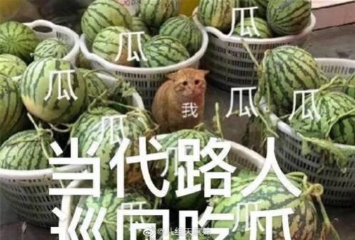 最近的我在瓜田上蹿下跳表情包 1.0