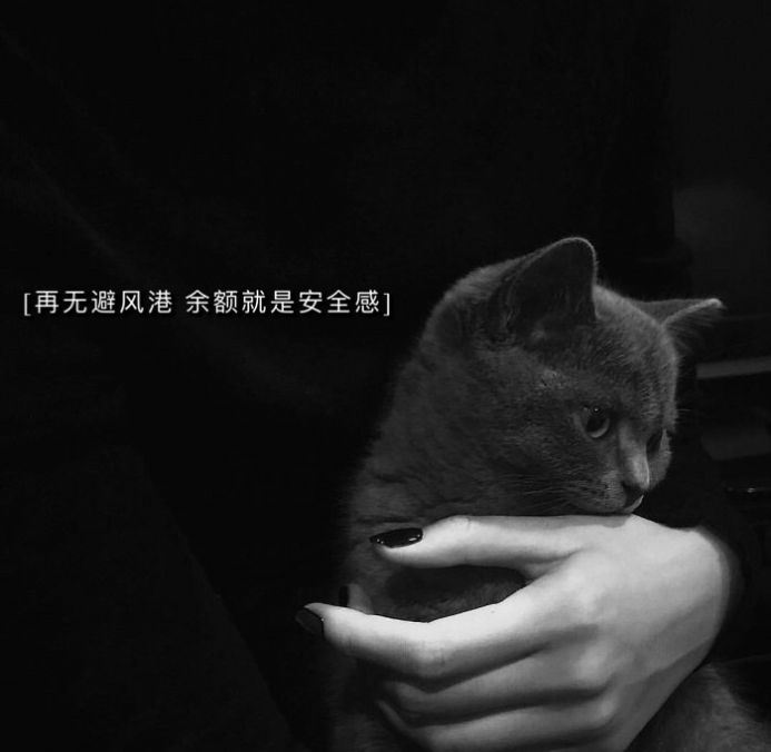 再无避风港余额就是安全感图片 v1.0