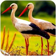 终极仙鹤模拟器中文版