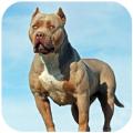 Pitbull Dog Simulator游戏中文版