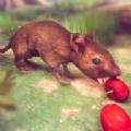 老鼠模拟器猫和老鼠游戏官方版(Mouse Simulator: Cat Mouse)